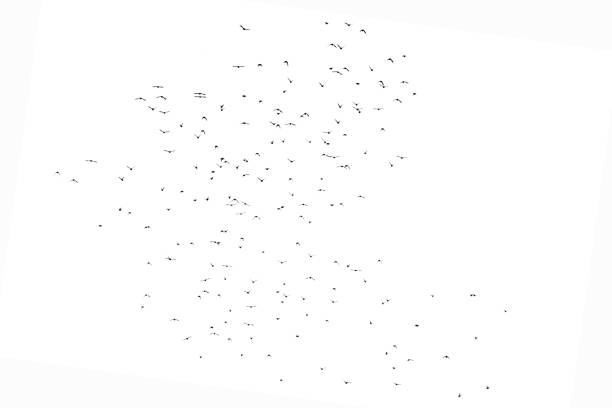 istock Flock of Real Birds in Motion Flying against White Background 2182159506