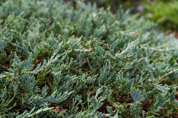 istock Creeping juniper in bloom in flower beds. 2182159698