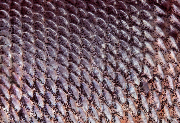 istock fish scales texture background. silver carp scales close up. top view 2182160835