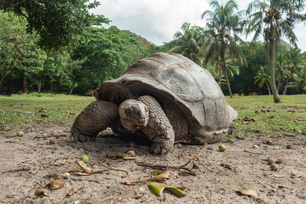 Giant tortoise in the forest at Curieuse island, Seychelles