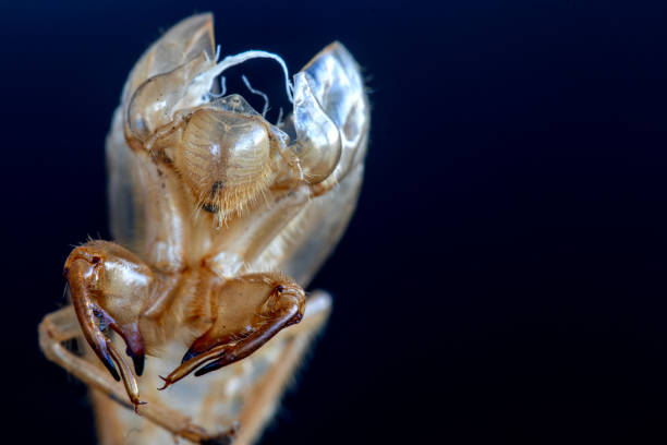 istock The empty shell of the insect with a shell, Detail, macro. 2182162678