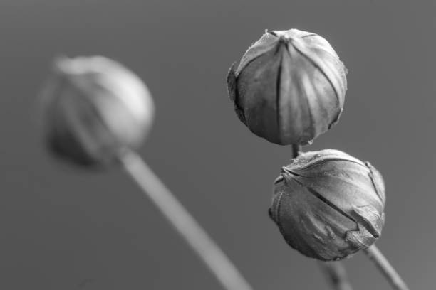Seed Head, close -up, macro. isolated from the background..