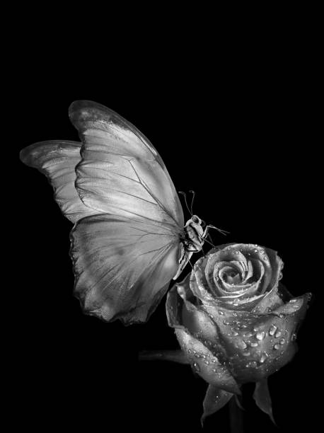istock tropical morpho butterfly on a rose flower in dew drops black and white 2182162944