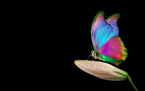 colorful morpho butterfly on tender lily bud in water drops after rain isolated on black. beige lily flower close-up