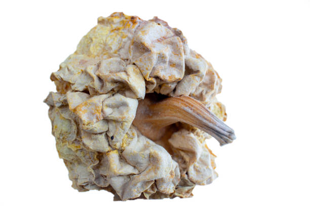 Dried and rotten pumpkin, seeds remained. White background.