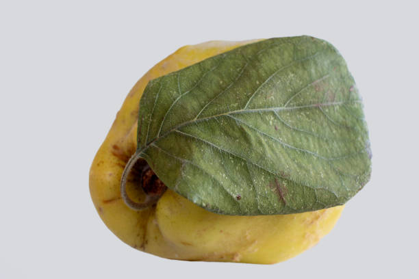 single quince fruits  macro  isolated on background.