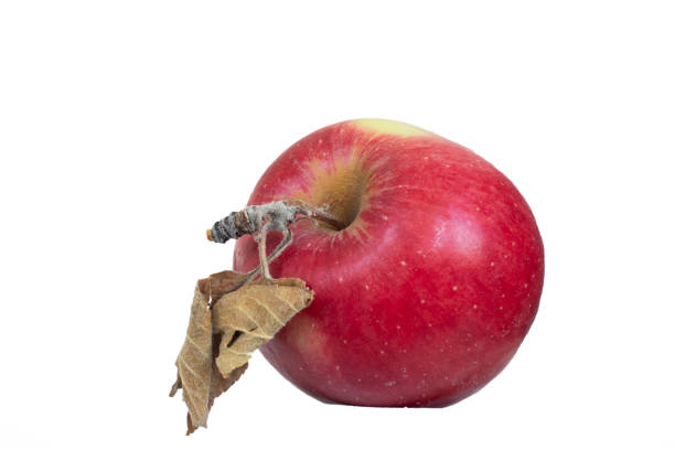 A red apple, isolated in white background