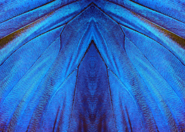 Beautiful rainbow abstract background with bird feather texture, soft focus
