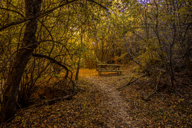 istock autumn forest in the morning 2182164967