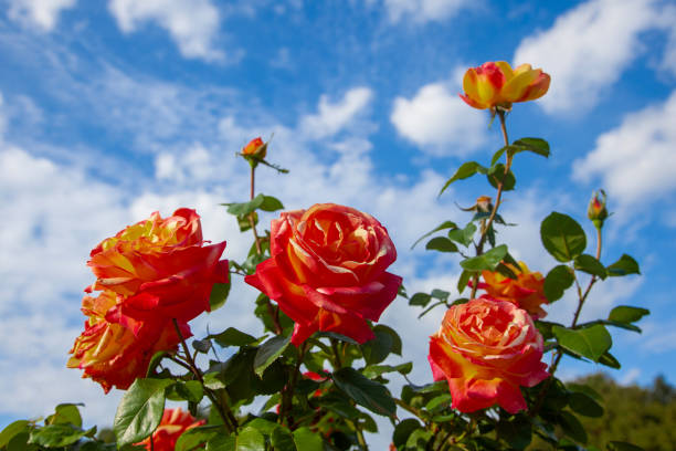 istock Blooming roses on a blue sky background. Rose hips against the blue sky. 2182166026
