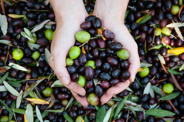 istock Hands holding freshly picked olives 2182166139