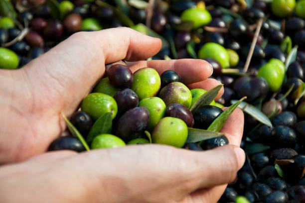 istock Hands holding freshly picked olives 2182166150