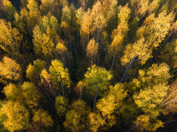 Photo wallpaper texture background,aerial drone view.