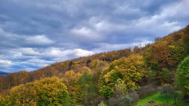 istock Autumn forest with colorful foliage and cloudy sky. 2182167723