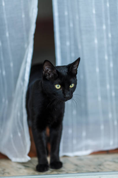 istock a black cat cautiously stepping through a pair of light, semi-transparent curtains. The cats golden-yellow eyes are wide open, observing its surroundings with a curious yet alert expression 2182167876