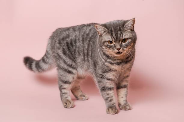 istock Close up on domestic funny cat against a pink background 2182168771