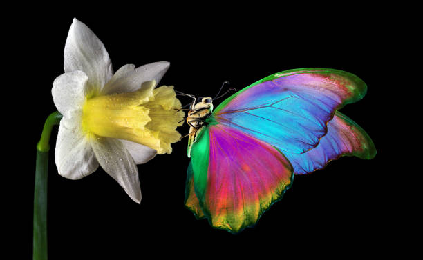 istock butterfly on a flower. bright morpho butterfly on daffodil flower isolated on black. 2182170073