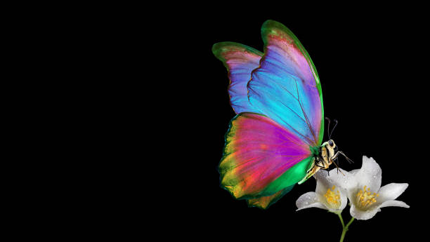 istock bright tropical morpho butterfly on jasmine flowers in dew drops isolated on black 2182170251