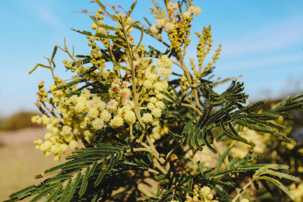 yellow wattle flowers in australian bushland