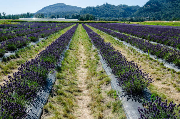 istock Lavender cultivation in a flower farm in Fraser Valley, BC, Canada 2182174425