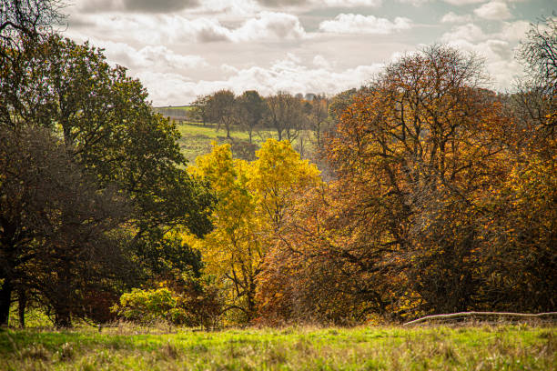 istock Beautiful golden trees in natural day light. 2182175577