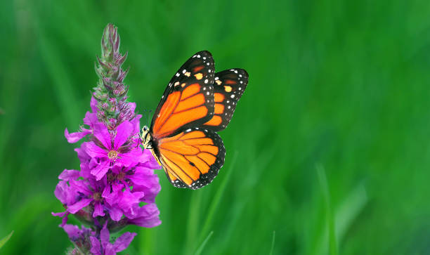 istock colorful monarch butterfly on purple flowers. 2182176890