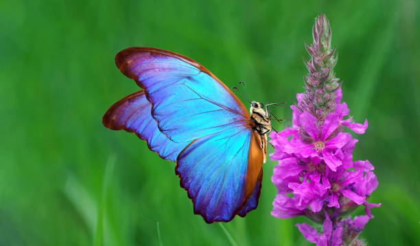 istock bright blue tropical morpho butterfly on purple flower in the meadow. copy space 2182176967