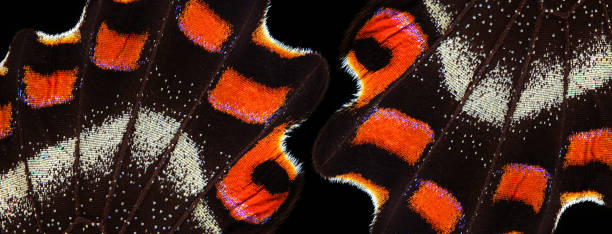 istock abstract pattern of tropical butterfly wings. 2182177366