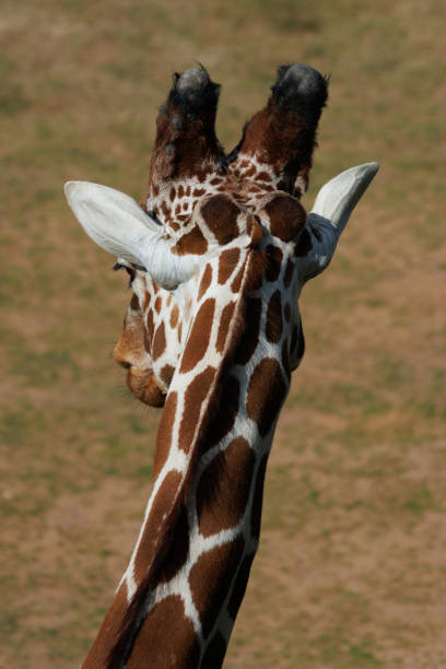 Cut-out healthy, beautiful, and sweet giraffe heads and their neck, close-up on a white background. Looking in the camera.