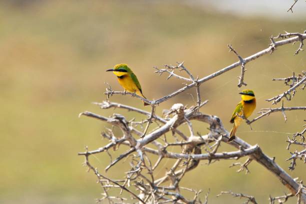 istock Colorful bee-eaters perched on a dry branch. 2182177725