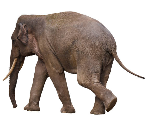 istock Adult African elephant walking forward, rear view. Isolated background 2182177810