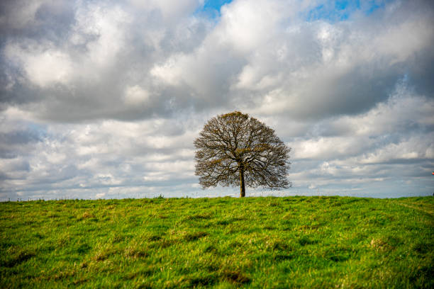 istock View of single tree from a distance and moody sky. 2182178303