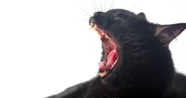 istock Yawning Bombay cat. Growling black cat close-up. Copy space. Selective focus. 2182178322