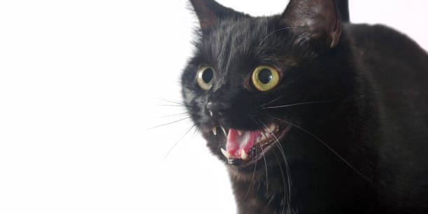 istock Yawning Bombay cat. Growling black cat close-up. Copy space. Selective focus. 2182178346