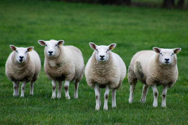 istock A flock of fluffy sheep 2182178377