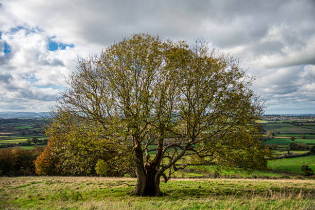 istock Portrait of amazing old,huge tree. 2182178612