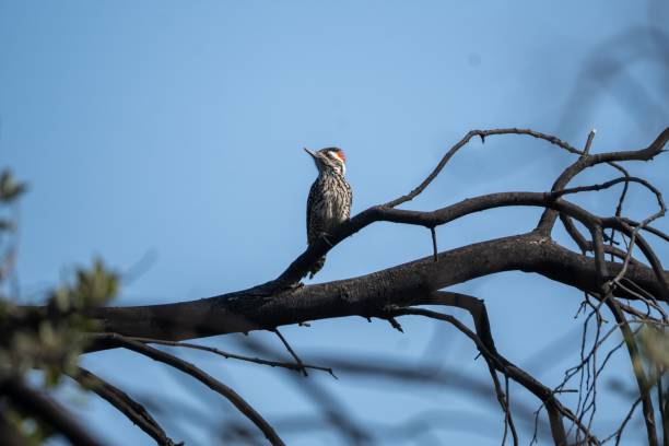 istock Picumnus cirratus on a branch 2182179559