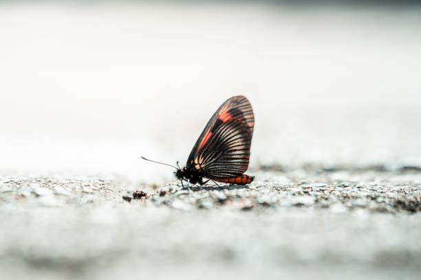 A close-up of the Blue Morpho butterfly perched in a shallow dish, showcasing the intricate patterns and textures of its brown underside. This detailed image highlights the often-overlooked beauty and complexity of the butterfly's wing design.