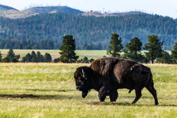 istock Bison Bull Walking in Custer State Park in the Black Hills 2182180644