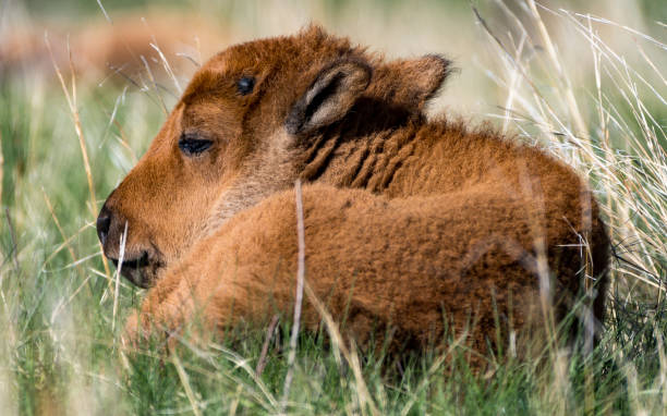 istock American Bison Calf in Custer State Park in the Black Hills 2182180656