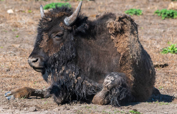 istock American Bison Shedding its Fur in Springtime 2182180658
