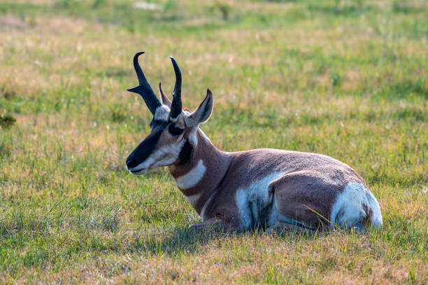 istock Pronghorn on the Prairie in Custer State Park 2182180808