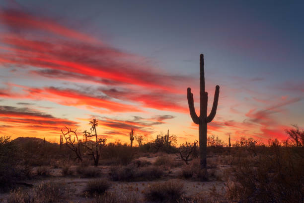 istock Arizona desert sunset with Saguaro Cactus silhouettes 2182181034