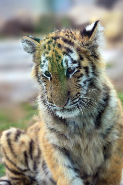 istock Portrait of cute tiger cub 2182181195