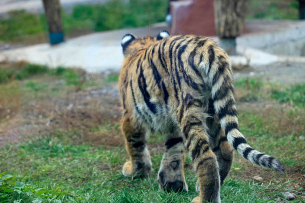 A Siberian tiger lying on dry ground with its back to a chain-link fence in a safari park. Focus on the fence.