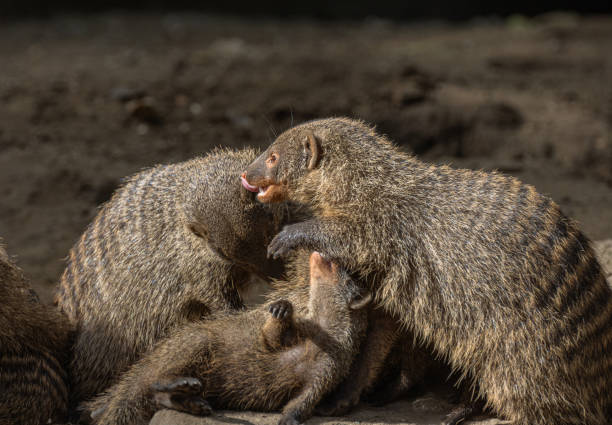 istock Banded Mongoose, group with baby, Mungos mungo 2182182165
