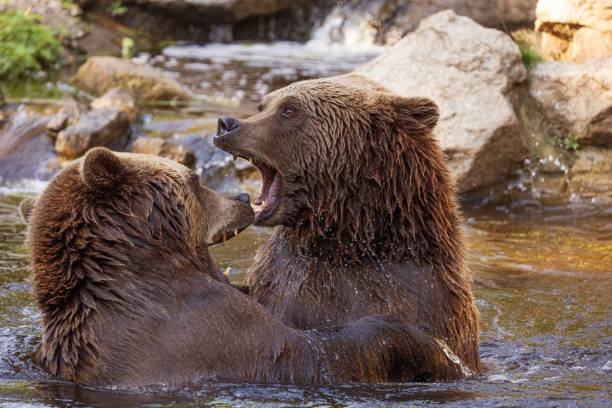 istock two Wild brown bear ,ursus arctos playing in water 2182182273