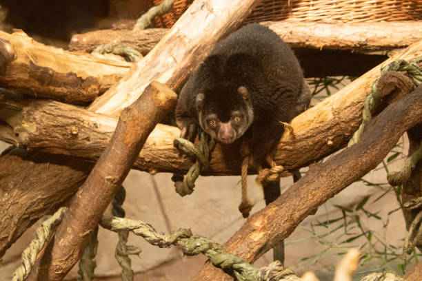 cute wild bear cuscus aulirops ursinus arboreal against blure background. Close-up, looking at camera