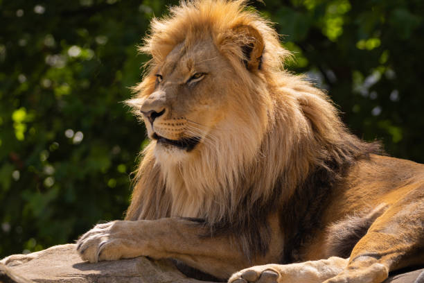 istock close-up image of a lion's head. expression is calm and majestic 2182182484