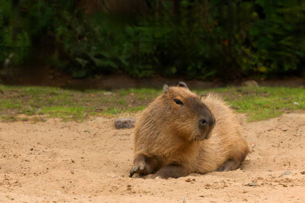 istock Capybara Kapibara Hydrochoerus hydrochaeris 2182182529